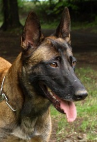 Yucca de Alphaville Bohemia